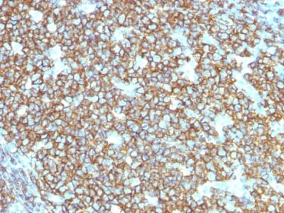 CD20 / MS4A1 (B-Cell Marker) (rIGEL/773), CF740 conjugate, 0.1mg/mL