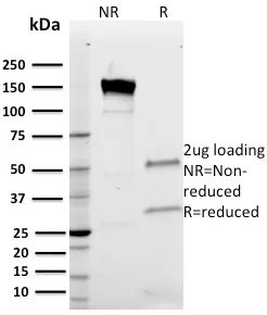 Band III (Q1/156), CF405S conjugate, 0.1mg/mL