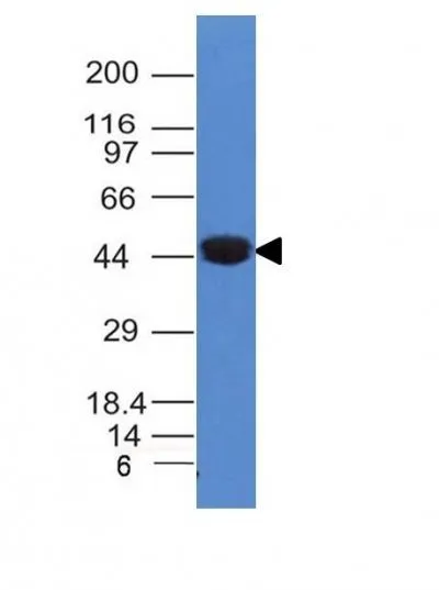 Cytokeratin 8 (K8/383), CF568 conjugate, 0.1mg/mL