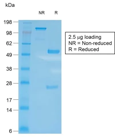 CD27 (Tumor Necrosis Factor Receptor Superfamily 7) (LPFS2/2034R), CF405S conjugate, 0.1mg/mL thumbnail 2