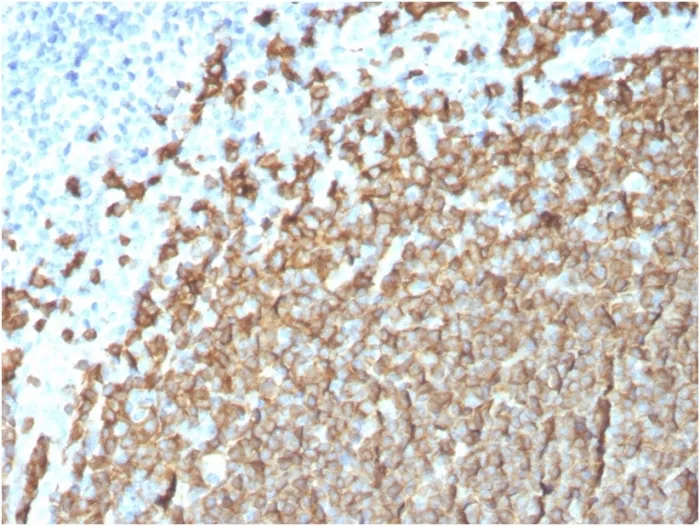 CD20/ MS4A1 (B-Cell Marker) (MS4A1/3411), CF488A conjugate, 0.1mg/mL