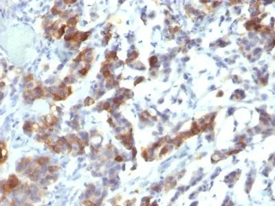 Mucin 5AC (MUC5AC) (MUC5AC/917 + 45M1), CF568 conjugate, 0.1mg/mL thumbnail 2