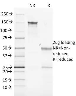 MHC II, Mouse (MK-D6), CF568 conjugate, 0.1mg/mL