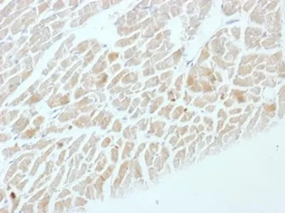 NSE gamma (Neuron Specific Enolase, gamma) (Neuroendocrine Marker) (ENO2/1462), CF568 conjugate, 0.1mg/mL thumbnail 3