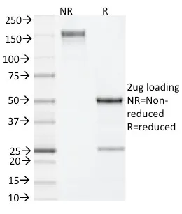 IL-4 (Interleukin-4), Mouse (11B11), CF740 conjugate, 0.1mg/mL