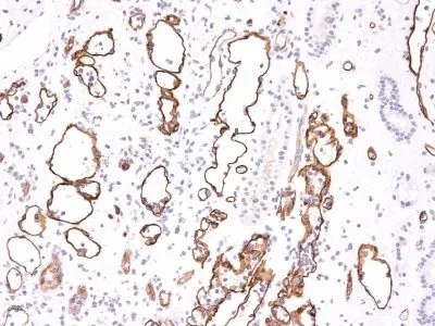 Complement C4d (C4D204), CF405S conjugate, 0.1mg/mL thumbnail 2