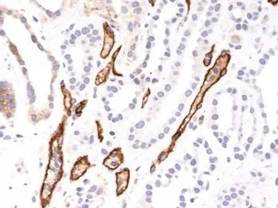 Complement C4d (C4D204), CF405S conjugate, 0.1mg/mL thumbnail 3