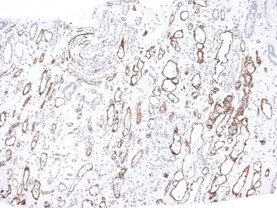 Complement C4d (C4D204), CF405S conjugate, 0.1mg/mL