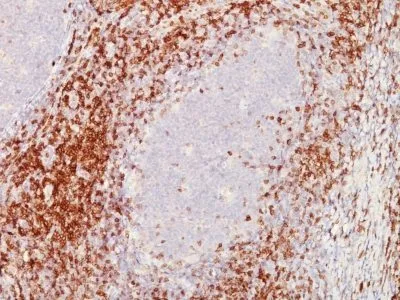 CD5 (C5/473 + CD5/54/F6), Biotin conjugate, 0.1mg/mL