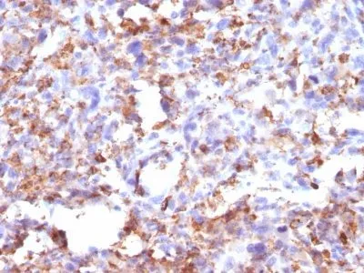 CD68 (CD68/G2), CF405S conjugate, 0.1mg/mL - image 1