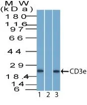CD3e (Rabbit PAb), 1mg/mL - image 1