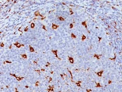 CD68 (KP1), 0.2mg/mL - image 1