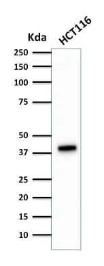 Cytokeratin 18 (DA7), CF740 conjugate, 0.1mg/mL - image 2