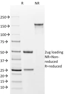 Cytokeratin 18 (DA7), CF740 conjugate, 0.1mg/mL - image 3