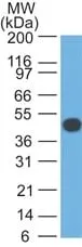 Cytokeratin 18 (DA7), CF740 conjugate, 0.1mg/mL - image 4