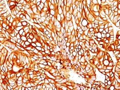 Cytokeratin 18 (DA7), CF740 conjugate, 0.1mg/mL - image 1