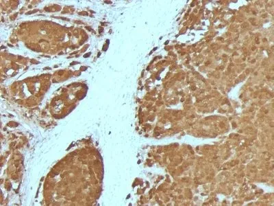 S100B (4C4.9 + S100B/1012), 0.2mg/mL - image 1