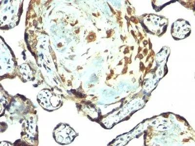 TIMP3 (Rabbit PAb), CF740 conjugate, 0.1mg/mL - image 1