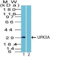 UPK3A (Uroplakin 3A) (Rabbit PAb), CF740 conjugate, 0.1mg/mL - image 1