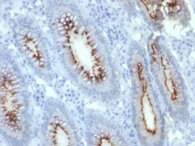 CD66 (CEA) (C66/261), 0.2mg/mL - image 1
