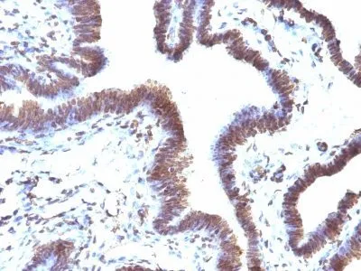 EMI1 (EMI1/1176), CF647 conjugate, 0.1mg/mL - image 2
