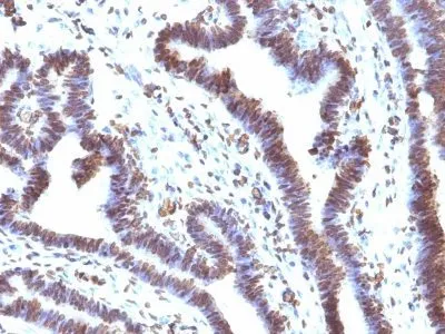 EMI1 (EMI1/1176), CF647 conjugate, 0.1mg/mL - image 1