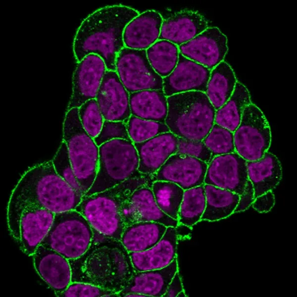 CD47 (IAP/964), CF488A conjugate, 0.1mg/mL - image 1