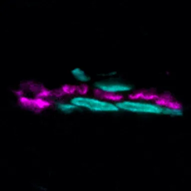 Sulforhodamine 101-Alpha-Bungarotoxin, 500 ug - image 2