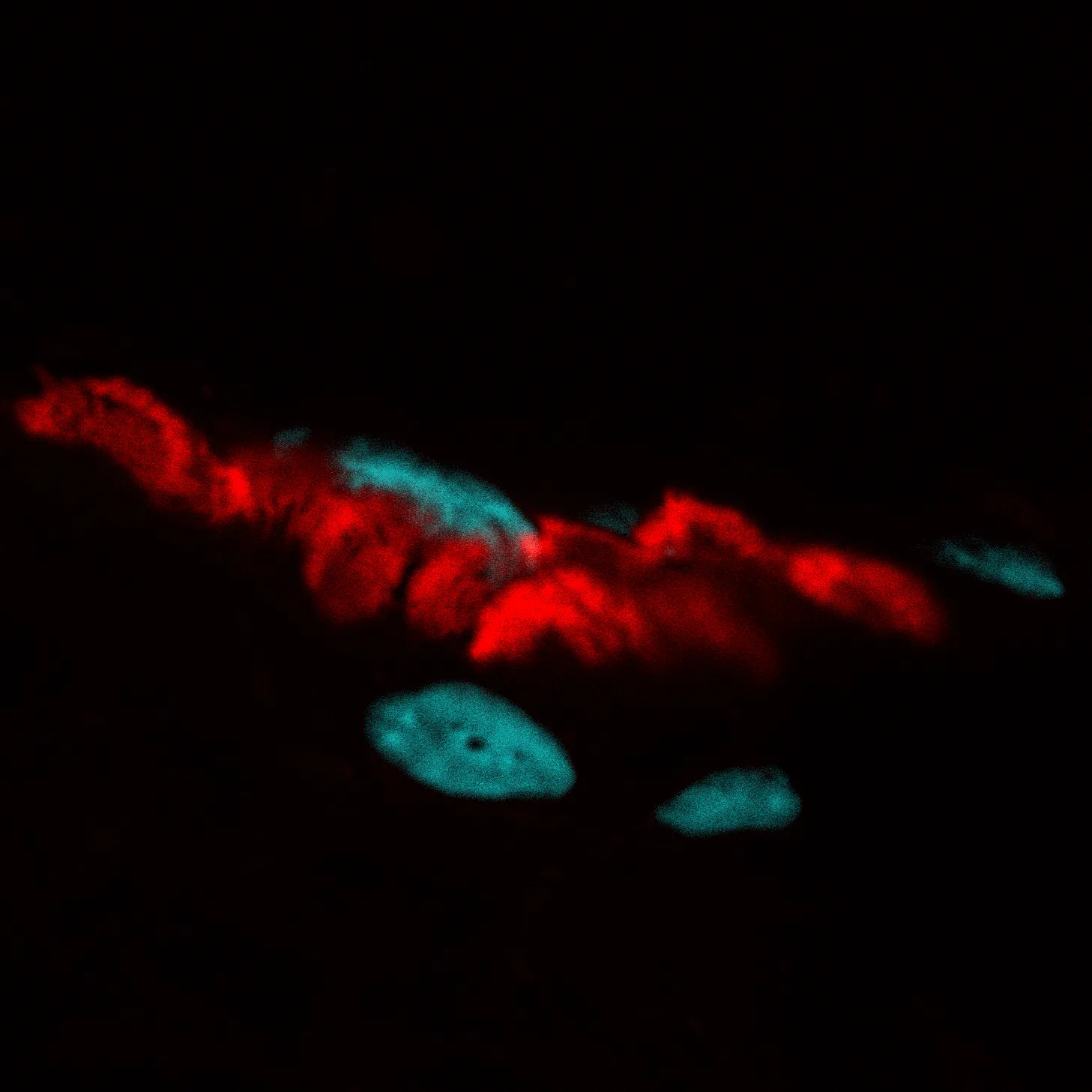 Sulforhodamine 101-Alpha-Bungarotoxin, 500 ug - image 4