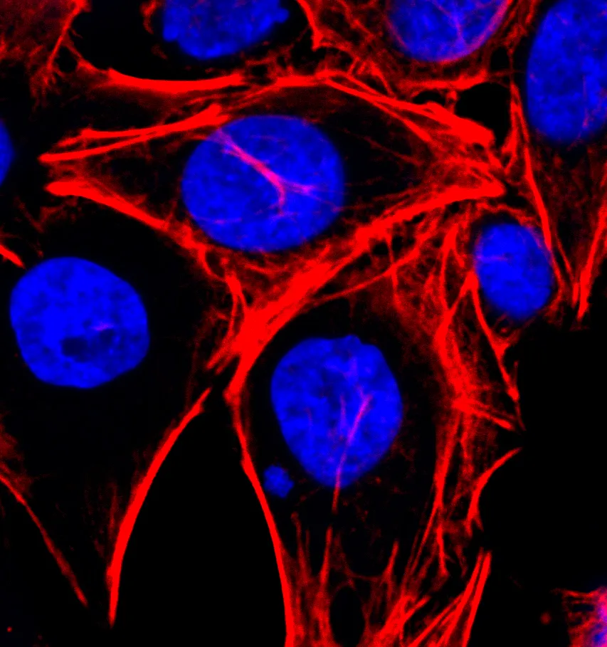 Biotin-XX-Phalloidin - image 6