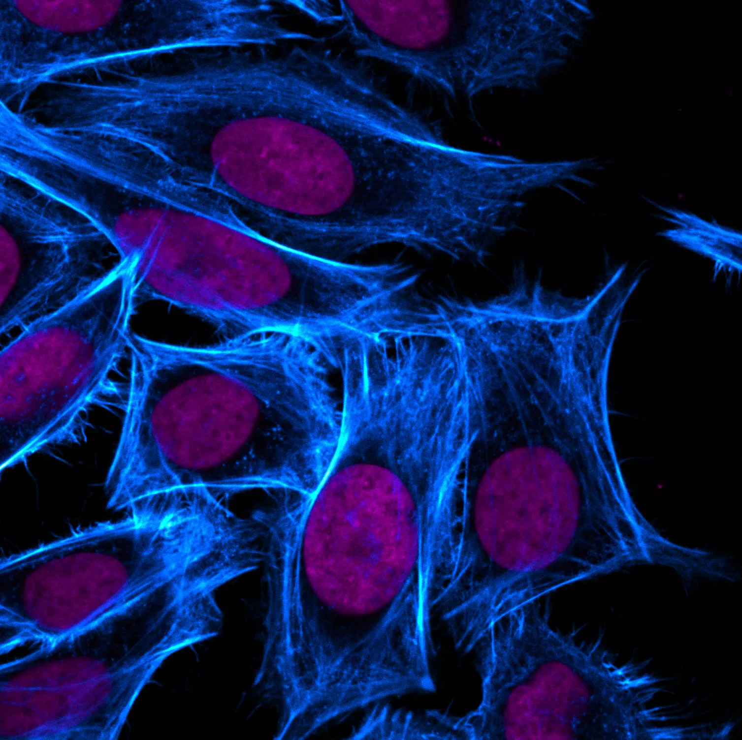 Phalloidin, CF®647, 300 U - image 2