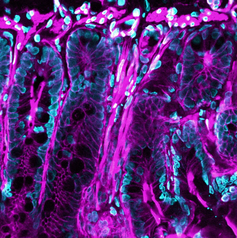 Phalloidin, CF®488A, 300 U - image 5