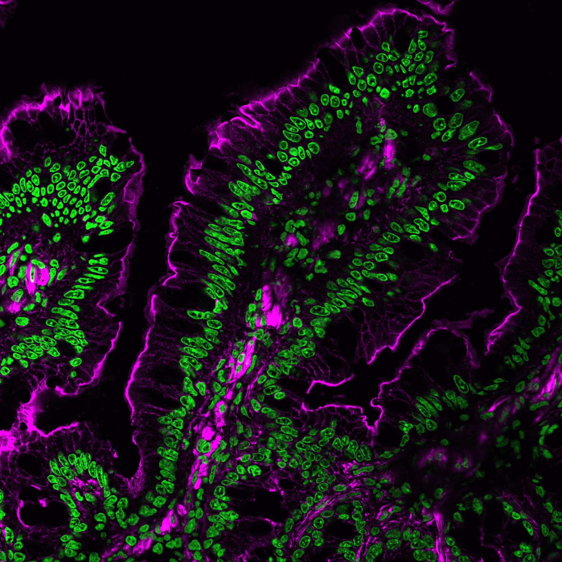 Phalloidin, CF®660R, 50 U - image 4
