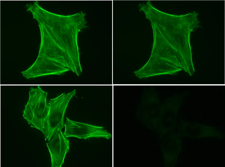 Phalloidin, CF®430, 300 U - image 7
