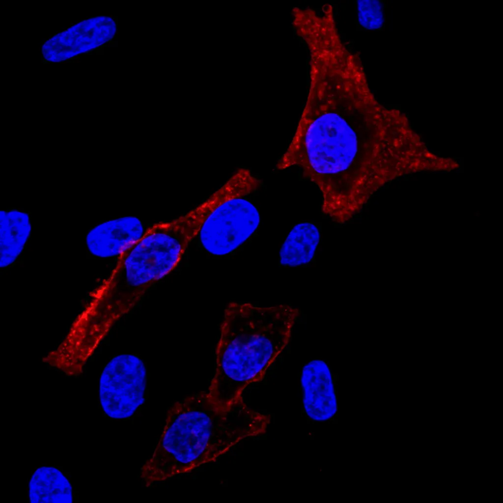 Cholera Toxin B, CF®680R Conjugate, 100 ug - image 3
