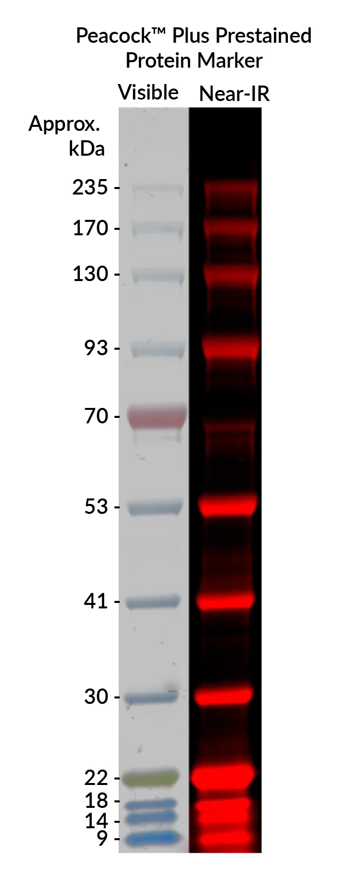 PeacockTM Plus Prestained Protein Marker - image 3