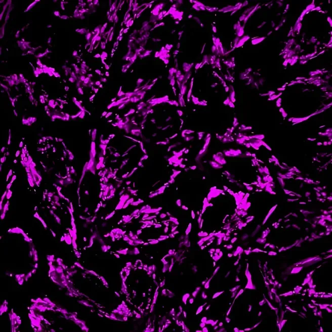 MitoViewTM 633 - image 5