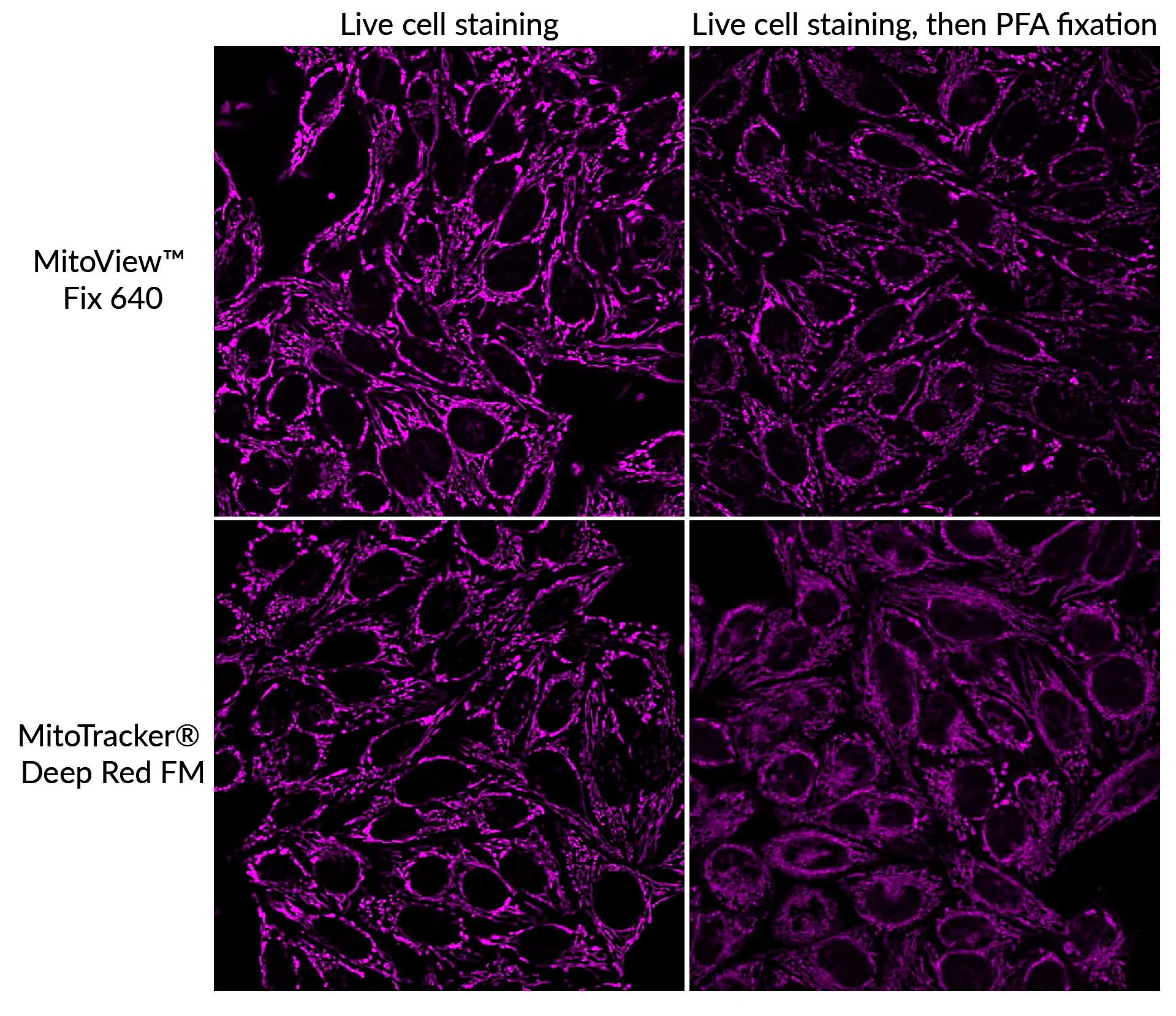 MitoViewTM Fix 640 - image 3