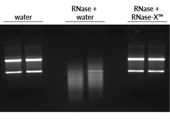 RNase-X Decontamination Solution - image 2