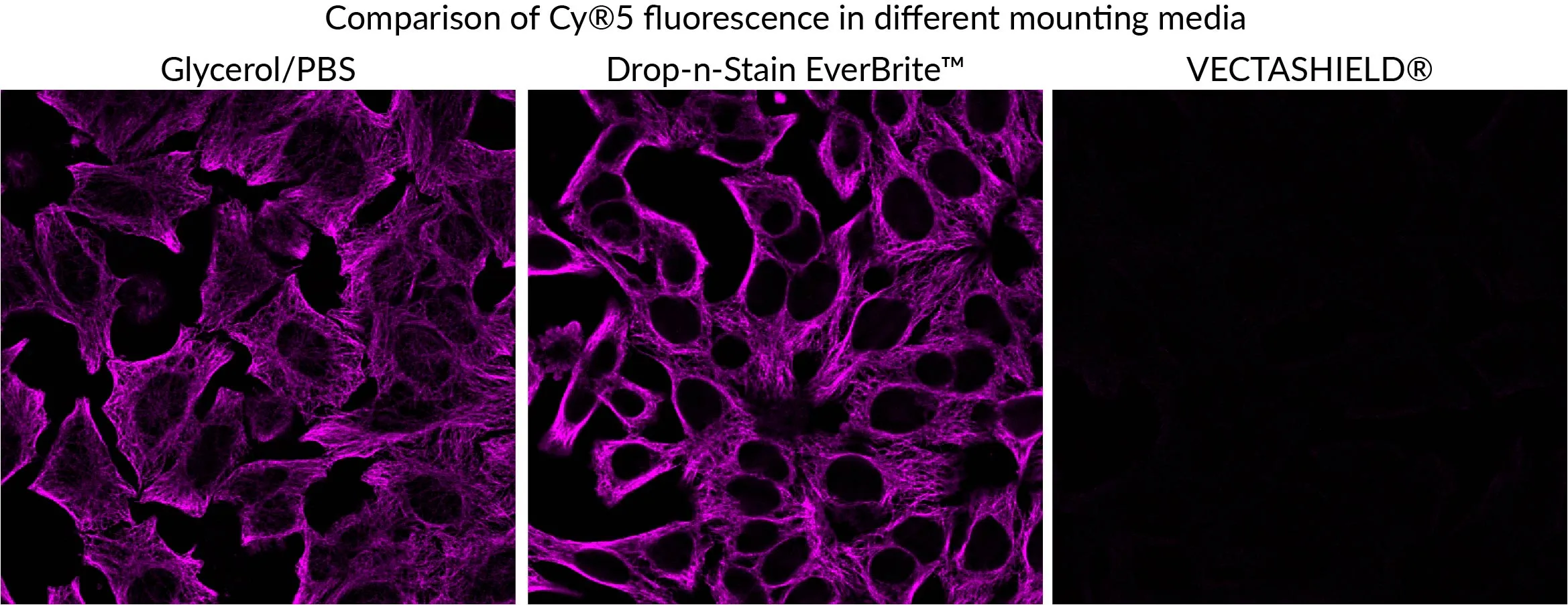 Drop-n-Stain EverBrite™ Mounting Medium with DAPI - image 3