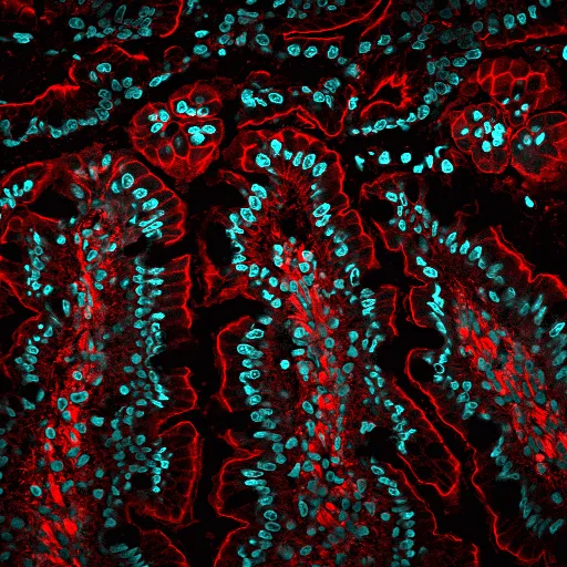Drop-n-Stain EverBrite™ Mounting Medium with DAPI - image 4