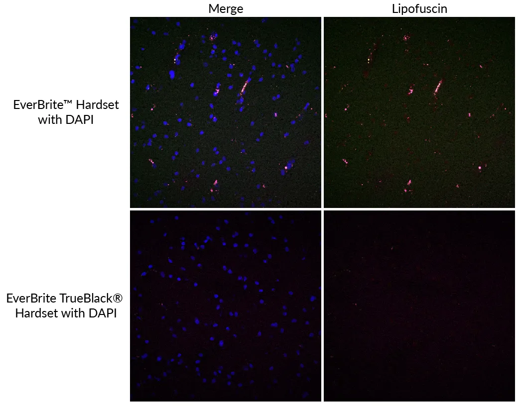 EverBrite TrueBlack® Hardset Mounting Medium with DAPI - image 3