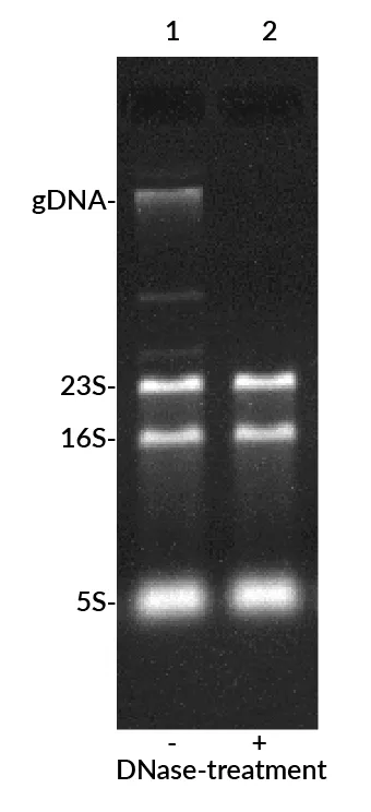 EMBER500™ RNA Prestain Loading Dye - image 3