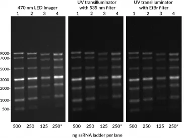 EMBER500™ RNA Prestain Loading Dye - image 4