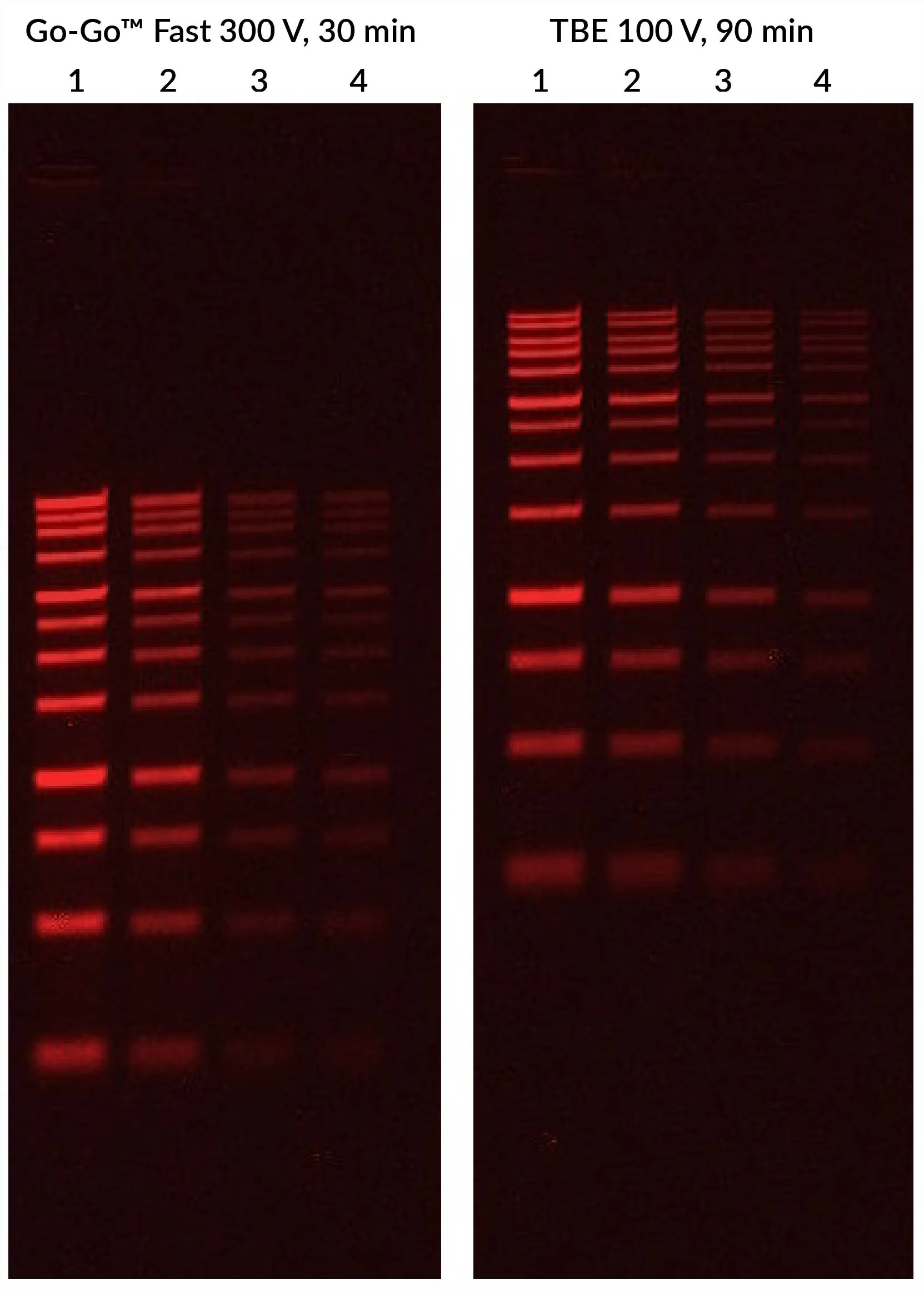 Go-Go™ Fast DNA Gel Running Buffer, 50X - image 2