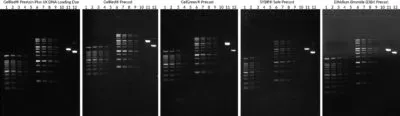 Go-Go™ Fast DNA Gel Running Buffer, 50X - image 3