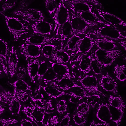 MitoView™ Fix 640 - image 2