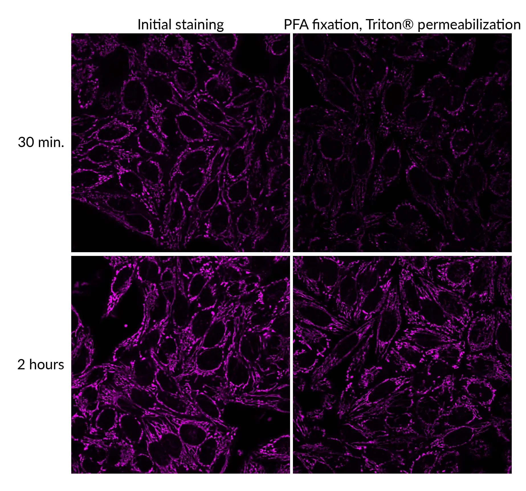 MitoView™ Fix 640 - image 5