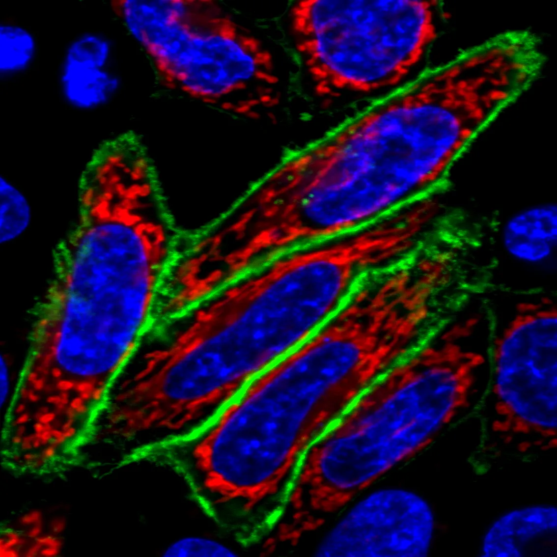 Mix-n-Stain™ CF®488A Antibody Labeling Kit, 3x(5-20ug) labeling - image 2