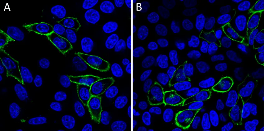 Mix-n-Stain™ CF®488A Antibody Labeling Kit, 3x(5-20ug) labeling - image 4